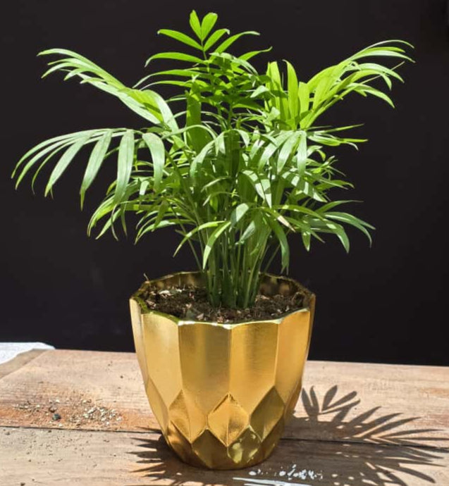 Potted plant in a gold pot
