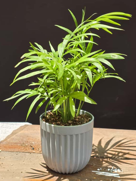 Small grey potted palm ideas for modern homes and office spaces