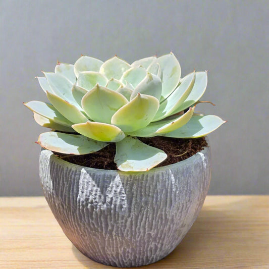 Potted succulent plant on a wooden surface with a dark background