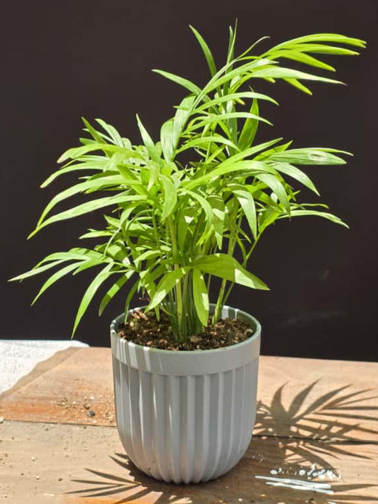 Small Potted Palm in Grey Ceramic Pot – Indoor plant gift for homes & offices in Kenya”